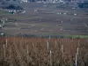 Vignoble du Beaujolais - Champs de vignes et maisons