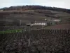 Vignoble du Beaujolais - Maisons et vignes du mont Brouilly