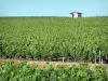 Vignoble de Bordeaux - Vite Capanna nel Médoc