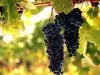 Le vignoble du Bugey - Guide gastronomie, vacances & week-end dans l'Ain