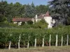 Vignoble de Buzet - Champ de vignes, domaine viticole et arbres