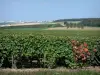 Vignoble champenois - Vignes du vignoble de la Montagne de Reims (vignoble de Champagne, dans le Parc Naturel Régional de la Montagne de Reims) avec vue sur la ville de Reims