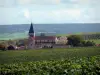 Vignoble champenois - Village de Sacy avec son église et ses maisons, vignes du vignoble de la Montagne de Reims (vignoble de Champagne, dans le Parc Naturel Régional de la Montagne de Reims), arbres et forêt