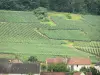 Vignoble champenois - Toits de maisons, et champs de vignes du vignoble de Champagne