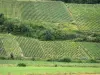 Vignoble champenois - Vignoble de Champagne : vue sur les champs de vignes