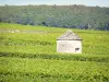 Le vignoble de la Côte de Beaune - Guide tourisme, vacances & week-end en Côte-d'Or