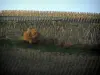 Vignoble des Côtes du Rhône - Vignes, cabane et arbre