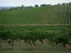 Vignoble de Gaillac - Champ de vignes et arbres en arrière-plan (vignoble gaillacois)