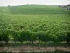Vignoble de Gaillac - Champs de vignes (vignoble gaillacois)
