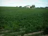 Vignoble de Gaillac - Champ de vignes et maisons (vignoble gaillacois)