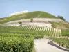 Vignoble de l'Hermitage - Vignes du domaine Paul Jaboulet Aîné