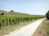 Vignoble de l'Hermitage - Route bordée de vignes