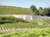 Vignoble de l'Hermitage - Vignes de la colline de l'Hermitage