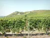 Vignoble de l'Hermitage - Vue sur les champs de vignes des Côtes du Rhône