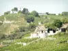 Vignoble de l'Hermitage - Vignes en pente de la colline de l'Hermitage