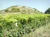 Vignoble de l'Hermitage - Vignes des Côtes du Rhône