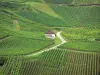 Vignoble jurassien - Cabane de vigne, route et champs de vignes