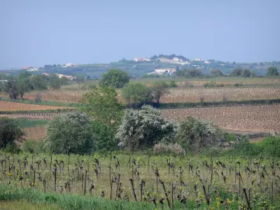 Vignoble du Languedoc
