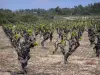 Vignoble du Languedoc - Vignes