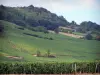 Vignoble du Mâconnais - Champs de vignes et arbres