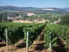 Vignoble du Mâconnais - Vignes en premier plan, toits de maisons, champs et arbres