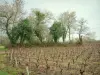 Vignoble nantais - Vignes et arbres