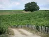 Vignoble de Pouilly - Chemin et arbre au milieu des vignes