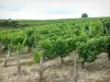 Vignoble de Pouilly - Champs de vignes