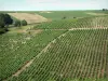Vignoble de Sancerre - Collines couvertes de vignes (le Sancerrois)