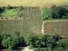 Vignoble de Sancerre - Arbres et colline couverte de vignes (le Sancerrois)