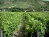 Vignoble de Sancerre - Vignes, maisons et arbres (le Sancerrois)