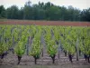Vignoble de Touraine - Vignes, champ et arbres