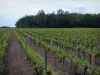 Vignoble de Touraine - Vignes et arbres