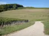 Vignobles de l'Yonne - Chemin bordé de vignes