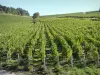 Vignobles de l'Yonne - Vignes de Chablis