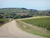 Vignobles de l'Yonne - Route bordée de champs de vignes à Chablis