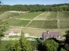 Vignobles de l'Yonne - Maisons au pied de champs de vignes