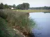 Vijver van la Vallée - Reed, vijver, rivier banken en bomen in het bos van Orleans (bos)