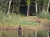 Vijver van la Vallée - Vijver, visser in het water (vissen praktijk), riet, bomen en bank