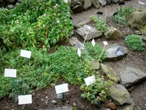 Village of Aubrac - Plants of the Aubrac botanical garden