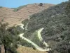 Viñedo de Banyuls - Viñedo de la Costa Vermilion: Camino del enrollamiento colinas arboladas de viñedos y el mar Mediterráneo