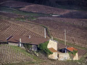 Viñedo de Beaujolais - Casa rodeada de viñedos