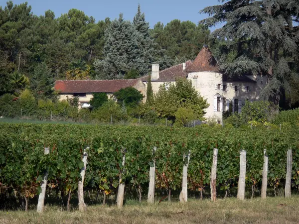 El viñedo de Buzet - Guía gastronomía, vacaciones y fines de semana en Lot y Garona