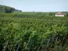 Viñedo de Champaña - Viñedos los viñedos de la Montagne de Reims (viñedo de Champagne, en el Parque Natural Regional de la Montagne de Reims), la casa y los árboles