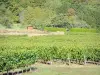 Viñedo de Côtes de Meuse - Campo de viñas
