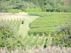 Viñedo de Côtes de Meuse - Campos de viñedos