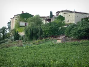 Viñedo de Gaillac - Casas con vistas a un viñedo (viñedos de Gaillac)