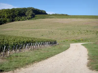 Viñedos de Yonne