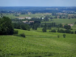Vinha de Bergerac - Campos de vinhas, árvores e casas