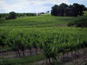 Vinha de Bergerac - Videiras e árvores